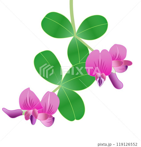 萩の花のイラスト 119126552