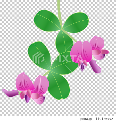 萩の花のイラスト 119126552