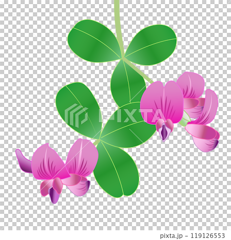 Hagi flower illustration 119126553