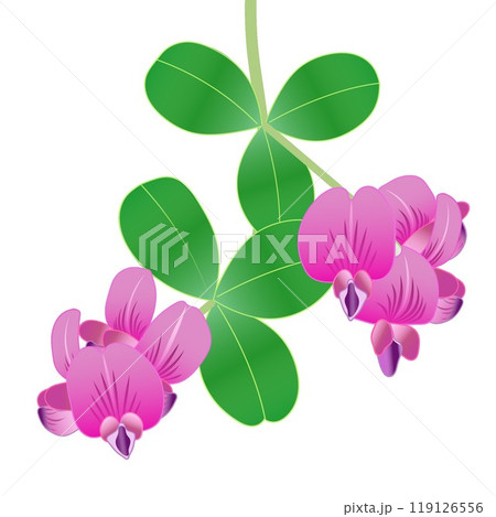 萩の花のイラスト 119126556