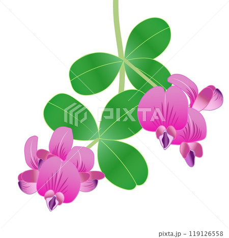 萩の花のイラスト 119126558