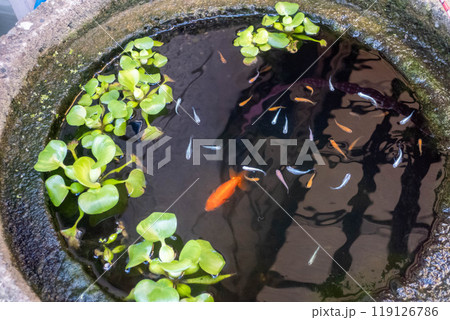 金魚とメダカ 119126786