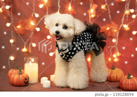 ハロウィン 微笑むトイプードルとイルミネーションとキャンドルとカボチャ ハロウィン 微笑むトイプードルとイルミネーションとキャンドルとカボチャ 119128059