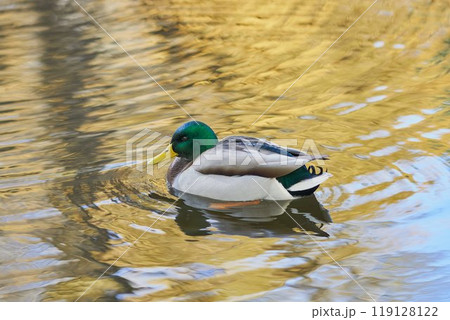 北海道旧道庁前池のマガモ 119128122