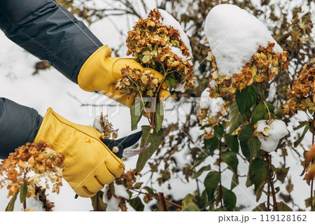 A gardener wearing gloves trims wilted hydrangea flowers before winter A gardener wearing gloves trims wilted hydrangea flowers before winter 119128162