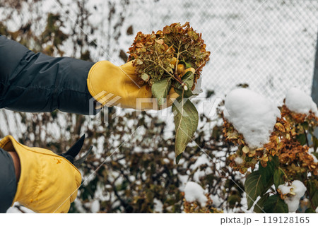 A gardener wearing gloves trims wilted hydrangea flowers before winter A gardener wearing gloves trims wilted hydrangea flowers before winter 119128165