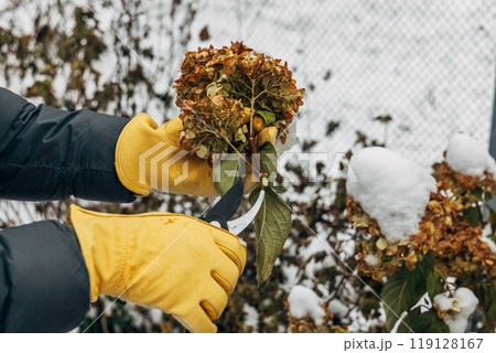 A gardener wearing gloves trims wilted hydrangea flowers before winter 119128167