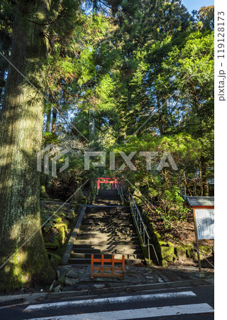 箱根神社へ続く参道 神奈川県箱根町 箱根神社へ続く参道 神奈川県箱根町 119128173