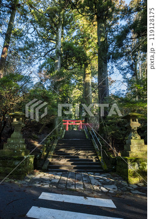 箱根神社へ続く参道　神奈川県箱根町 119128175
