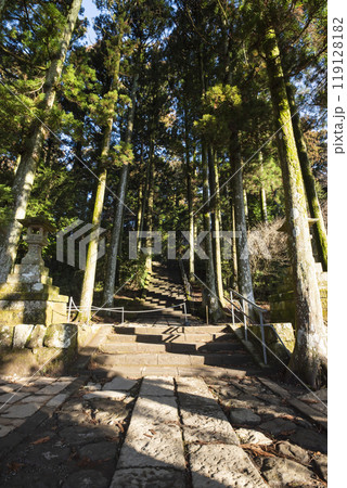 箱根神社へ続く参道　神奈川県箱根町 119128182