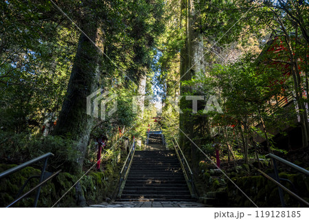 箱根神社へ続く参道 神奈川県箱根町 箱根神社へ続く参道 神奈川県箱根町 119128185