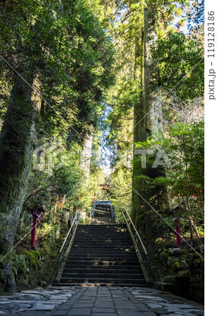 箱根神社へ続く参道　神奈川県箱根町 119128186
