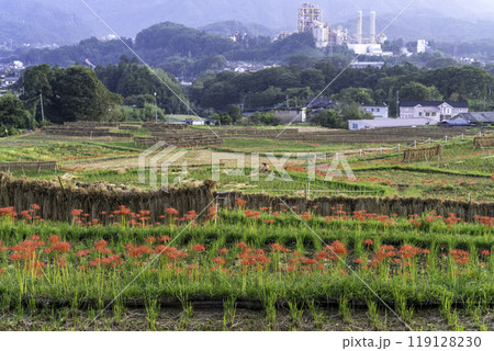 棚田と彼岸花のある景色 棚田と彼岸花のある景色 119128230
