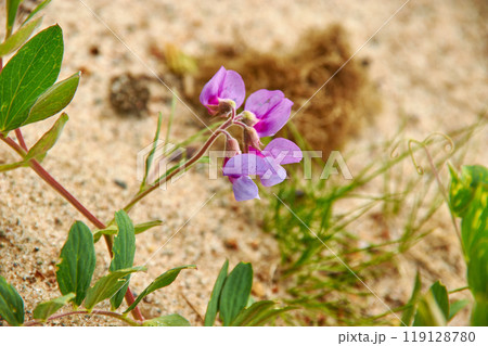 Sweet pea 119128780