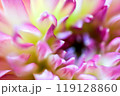 ダリアの花びら 119128860