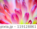 ダリアの花びら 119128861