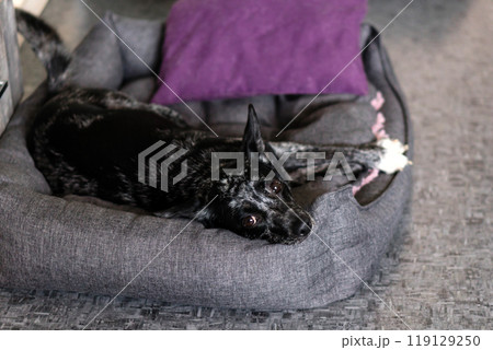 Dog lying on bed, looking up with big eyes. Dog lying on bed, looking up with big eyes. 119129250