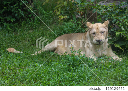 The female white lion is stay in garden The female white lion is stay in garden 119129631