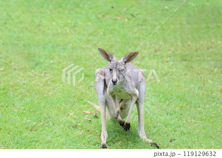 The kangaroo is stay and eat grass in garden 119129632