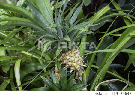 若いパイナップルの実 119129647