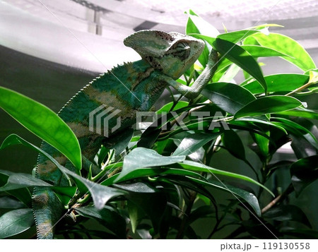 枝につかまるカメレオン 119130558