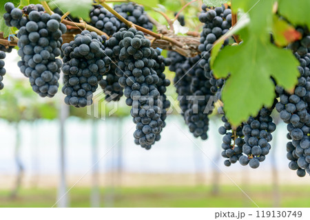 葡萄の房、ブドウ畑、メルロー、メルロ 葡萄の房、ブドウ畑、メルロー、メルロ 119130749