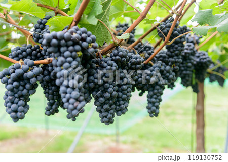 葡萄の房、ブドウ畑、メルロー、メルロ 119130752