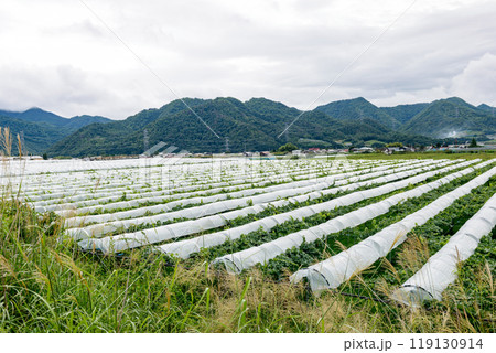 田舎の風景、畑のある景色、葡萄畑、東北 田舎の風景、畑のある景色、葡萄畑、東北 119130914