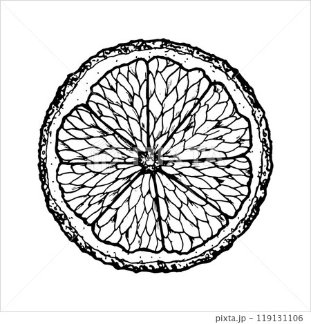 Graphic illustration of mandarin. Vector monochrome clipart of tropical citrus fruit. Outline linear hand drawn plant design element. Sketch for Christmas print, menu, drink card, farm products 119131106