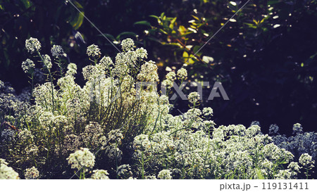 Delicate white summer spring flowers Alyssum carpet in sunny rays Delicate white summer spring flowers Alyssum carpet in sunny rays 119131411