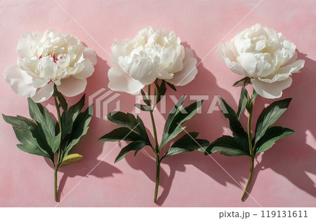 Three white peonies arranged on a soft pink background in bright natural light 119131611
