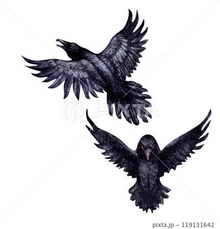 Black ravens with open wings in flight. Watercolor illustration of smart black birds in a realistic hand-drawn style on a white background. Template design element for Halloween prints, fairy tales. 119131642