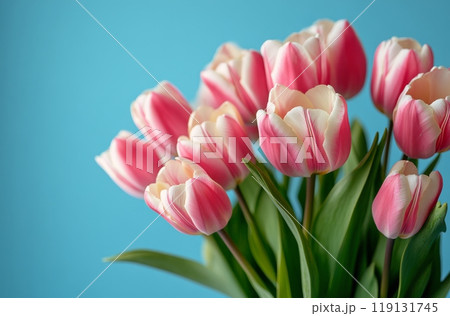 Delicate pink and white tulips arranged elegantly against a soft blue background in springtime 119131745