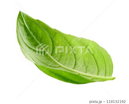 fresh green basil leaf 119132192