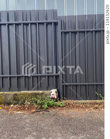 Curious dog peeks through a small gap in a metal fence, capturing a moment of unexpected charm. Pet concept Curious dog peeks through a small gap in a metal fence, capturing a moment of unexpected charm. Pet concept 119132620