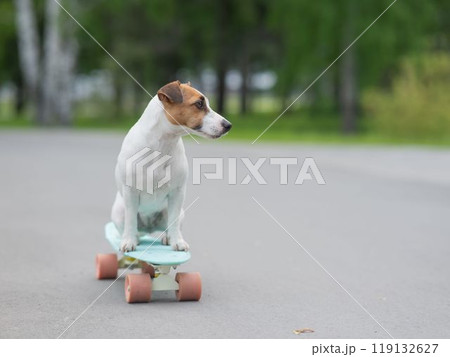 Jack Russell Terrier dog rides a penny board in the park.  119132627