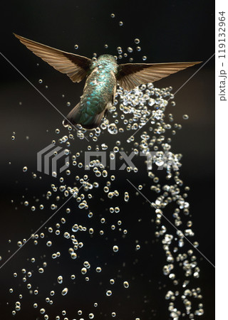 Anna's hummingbird (Calypte anna) Enjoying the Water Fountain Drops. 119132964