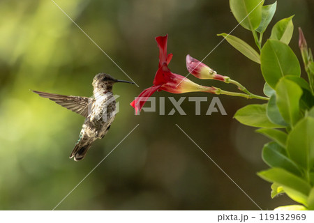 Anna's hummingbird (Calypte anna) Enjoying the Red Mandevilla. Anna's hummingbird (Calypte anna) Enjoying the Red Mandevilla. 119132969