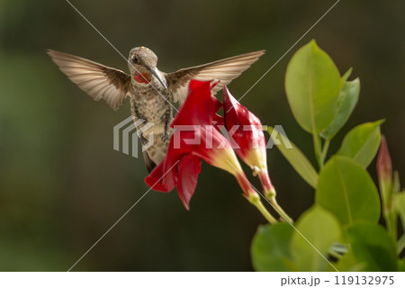 Anna's hummingbird (Calypte anna) Enjoying the Red Mandevilla. Anna's hummingbird (Calypte anna) Enjoying the Red Mandevilla. 119132975