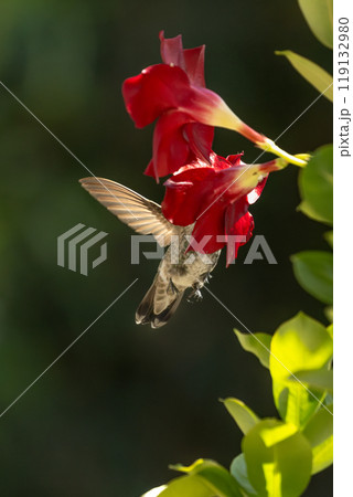 Anna's hummingbird (Calypte anna) Enjoying the Red Mandevilla. Anna's hummingbird (Calypte anna) Enjoying the Red Mandevilla. 119132980
