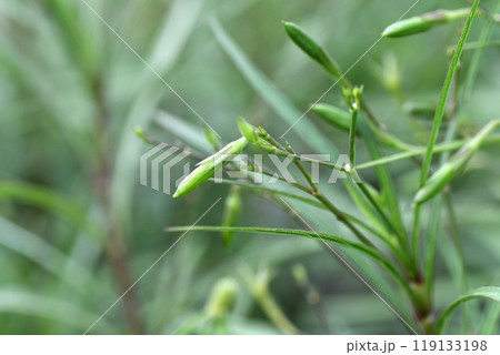 ヤナギバルイラソウの花 ,実 ヤナギバルイラソウの花 ,実 119133198