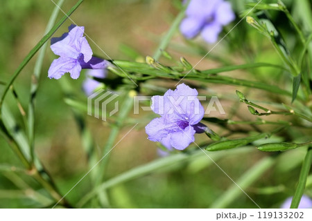 ヤナギバルイラソウの花 ,実 ヤナギバルイラソウの花 ,実 119133202
