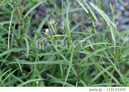 ヤナギバルイラソウの花 ,実 ヤナギバルイラソウの花 ,実 119133205