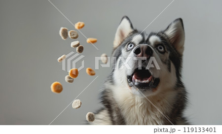 This husky dog shows pure joy as it eagerly catches falling treats mid-air, its happy expression brightening a cozy indoor setting 119133401