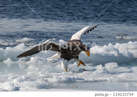 知床　冬 119133734