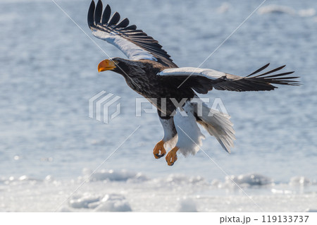 知床　冬 119133737