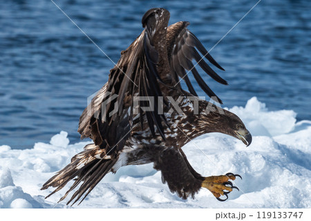 知床　冬 119133747