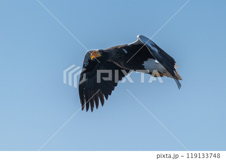 知床　冬 119133748