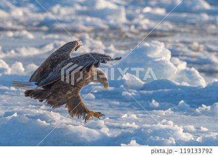 知床　冬 119133792