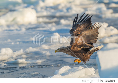 知床　冬 119133804